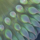 Same image as above, 100% crop